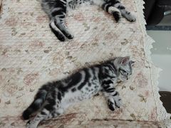 -喵zoo家庭繁育猫舍(尖东智能花园店)