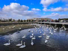 -烟墩角天鹅湖
