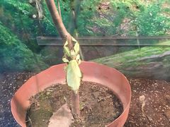 -上海大自然野生昆虫馆(东方明珠·爬宠昆虫探索中心)