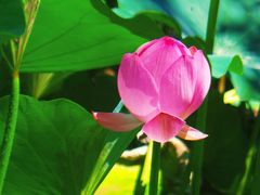 -莲花池公园