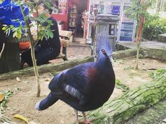 -吉隆坡雀鸟公园