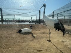 -盐城丹顶鹤湿地生态旅游区