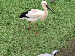 -普洱太阳河森林公园
