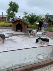 -造物庄园 萌宠纪(苏州湾歌林公园店)