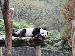 -都江堰中华大熊猫苑