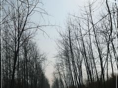 -合肥滨湖国家森林公园