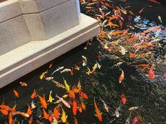 -龙悦湾酒家·八阵鱼生·渔人码头店