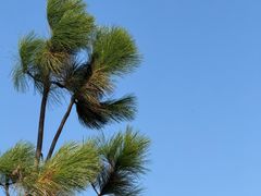 -盐城丹顶鹤湿地生态旅游区