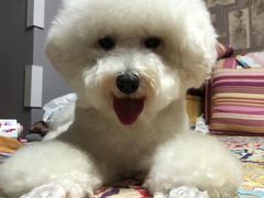 -瑞派·关忠动物医院·猫专科·犬专科(三环新城店)
