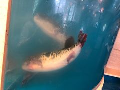 -天正河鲀·河豚亭(大连店)