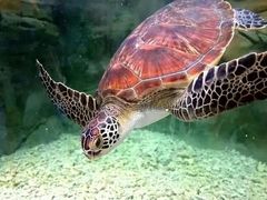 -长春中泰海洋世界