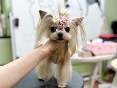 -鑫艺宠物美容培训学校