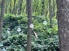 -鲁山国家森林公园