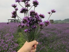 -光明小镇欢乐田园