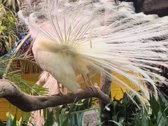 -正佳雨林生态植物园