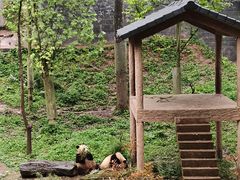 -中国大熊猫保护研究中心雅安碧峰峡基地