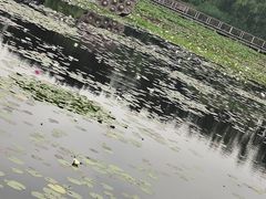 -微山湖红荷湿地景区