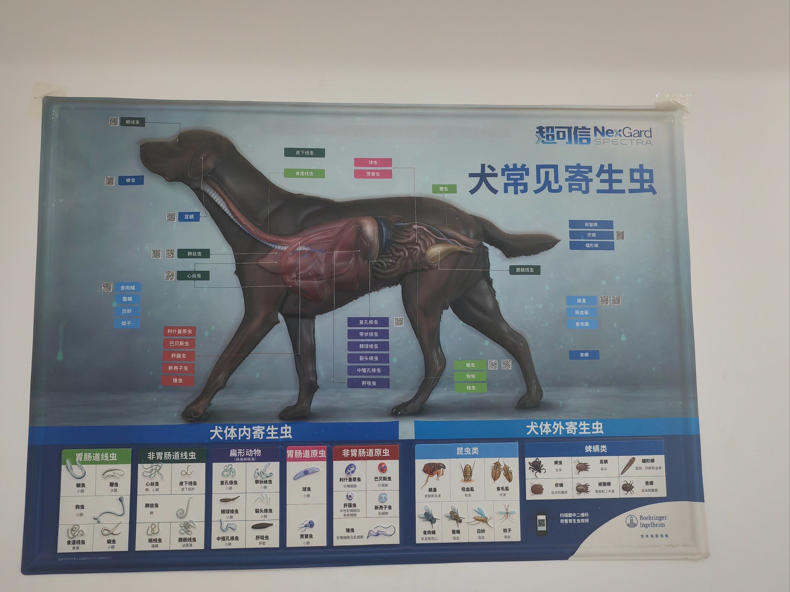 犬寄生虫