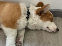 -浣熊柯尔鸭土拨鼠·电玩咖