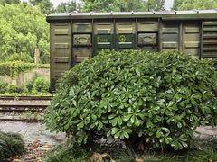 -上海共青森林公园