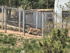 -青藏高原野生动物园
