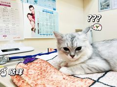 -瑞派康怡24h宠物医院·犬猫医疗中心·微创绝育(瑞景分院)