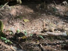 -五营红松林海景区