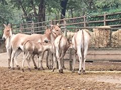 -青藏高原野生动物园