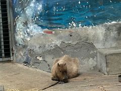 -石家庄市动物园