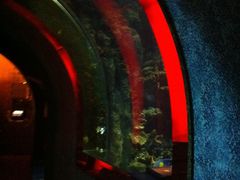 IMG_1675-迪拜帆船酒店海底餐厅