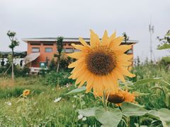 -空港花田景区
