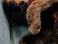 iphone_upload_pic-Sirena海妖日咖夜酒