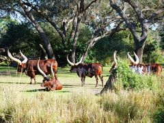 -奥兰多迪士尼动物王国乐园