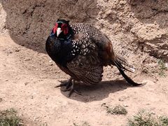 -西霞口神雕山野生动物世界