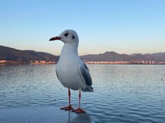 -海埂大坝