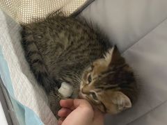 -伟伟宠物医院·CT影像中心·瑞派犬猫综合性门诊(汉口总院)