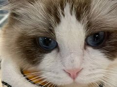 -喵喵咪呀布偶猫咖(春熙路店)