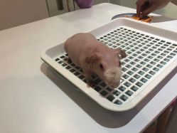 -Moni星球萌宠·小马宝莉·灵蛇·高端高阶全萌宠互动体验俱乐部(红豆国际广场店)