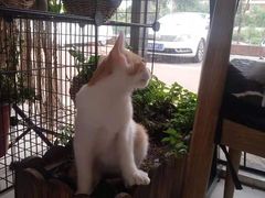 -平行世界·猫咖(首经贸店)