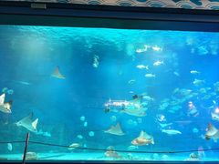 -烟台海昌鲸鲨海洋公园