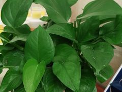 -仁华宠物医院(青羊店)