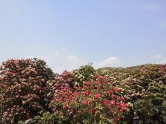 -贵州百里杜鹃风景名胜区