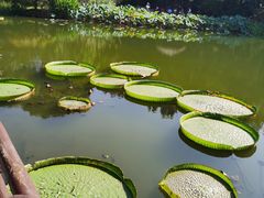 -上海滨江森林公园