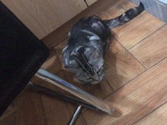 -瑞派名望志远动物医院·猫科·內科·异宠专科(直港大道店)
