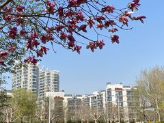 -泰丰公园