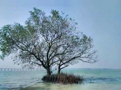 -宝安西湾红树林湿地公园