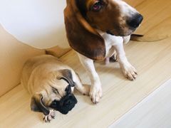-喜柴咖啡·柴犬狗咖