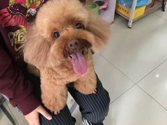 -爱贝特动物医院·猫口炎专科