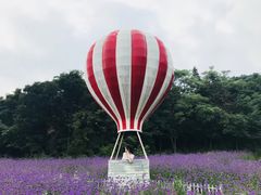-大塘金香草谷
