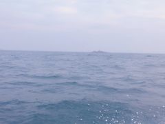 -广东惠东海龟国家级自然保护区